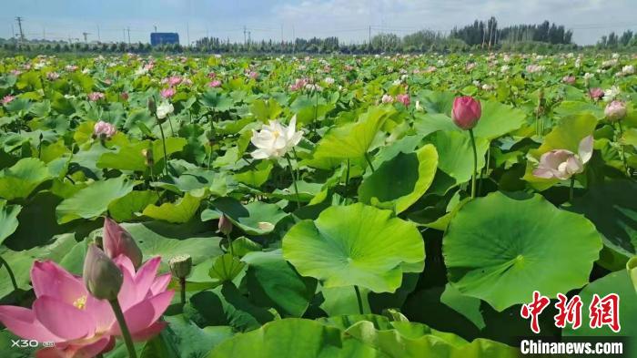 无码人妻少妇色欲AV一区二区