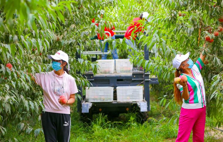 无码人妻少妇色欲AV一区二区