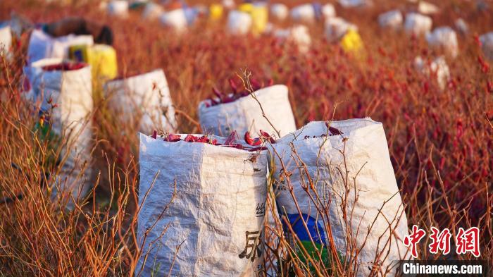 无码人妻少妇色欲AV一区二区