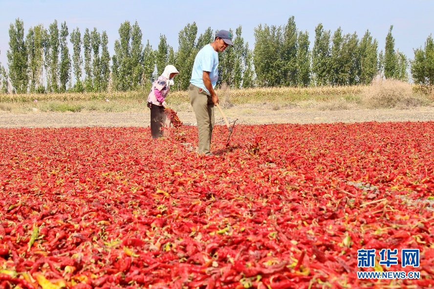 无码人妻少妇色欲AV一区二区