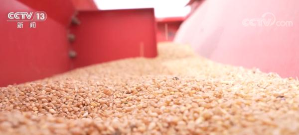 无码人妻少妇色欲AV一区二区