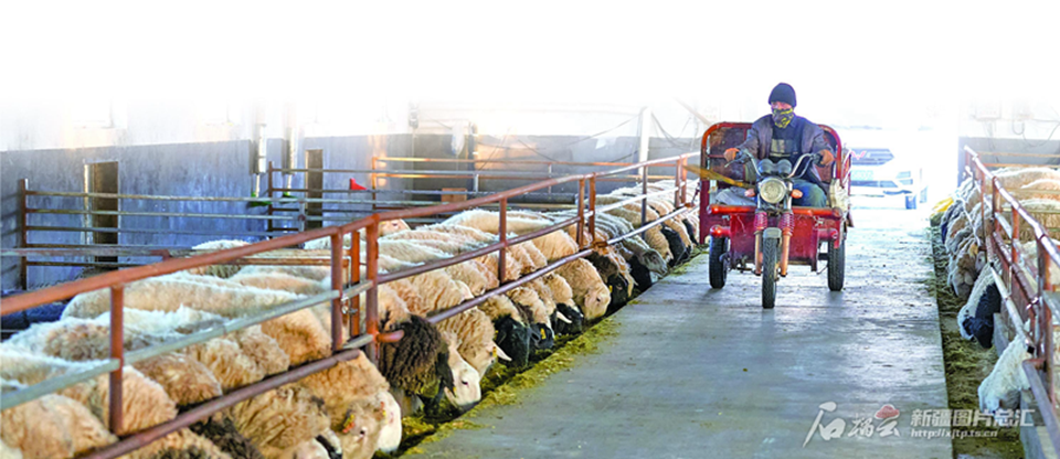 无码人妻少妇色欲AV一区二区