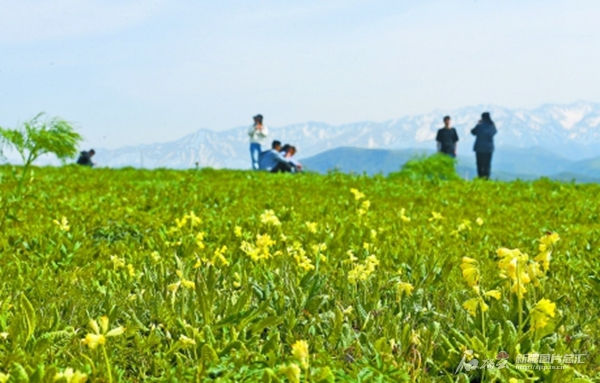 无码人妻少妇色欲AV一区二区