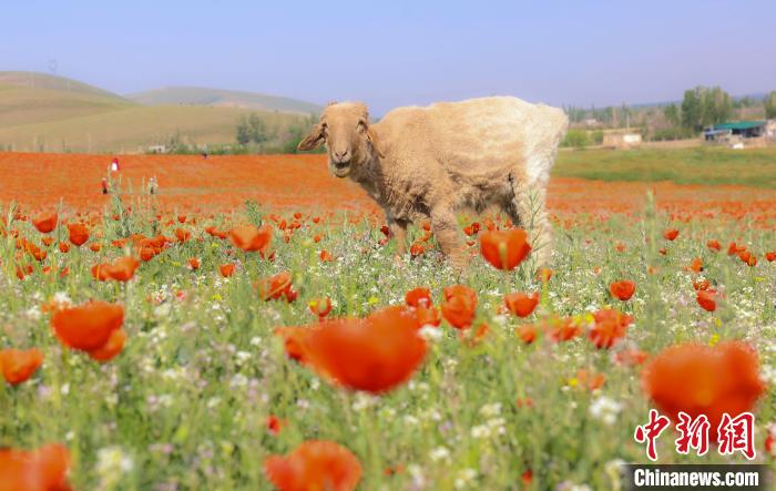 无码人妻少妇色欲AV一区二区