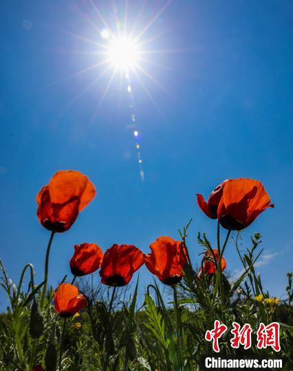 无码人妻少妇色欲AV一区二区