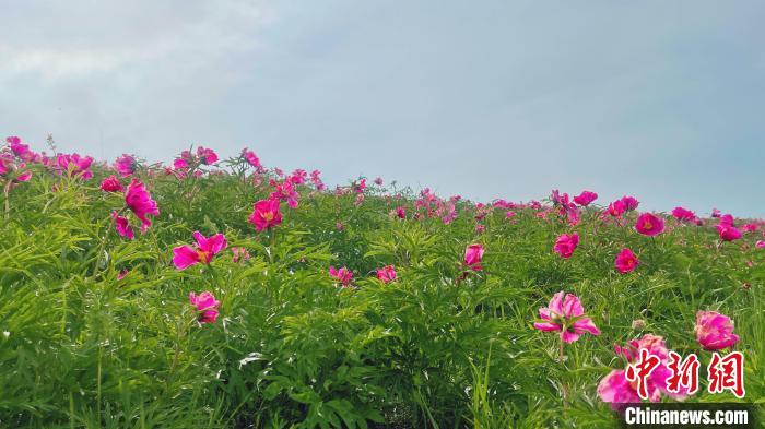 无码人妻少妇色欲AV一区二区