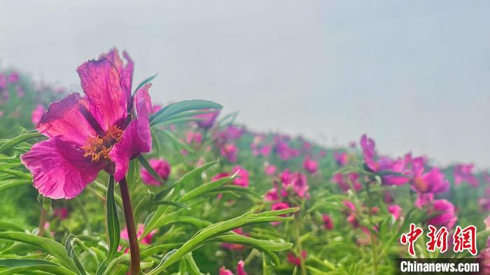 无码人妻少妇色欲AV一区二区