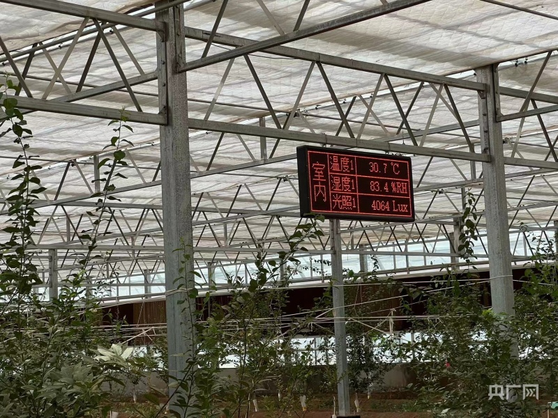 无码人妻少妇色欲AV一区二区