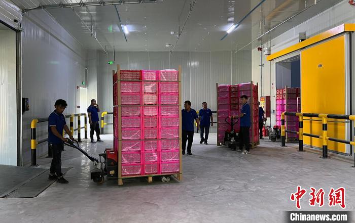 无码人妻少妇色欲AV一区二区