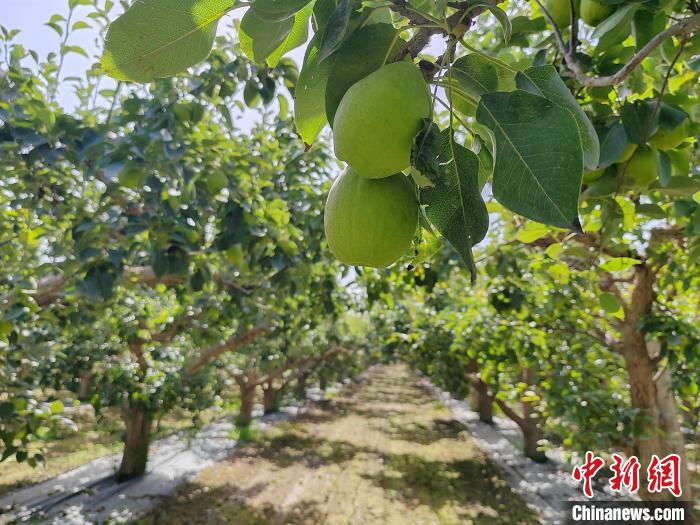 无码人妻少妇色欲AV一区二区