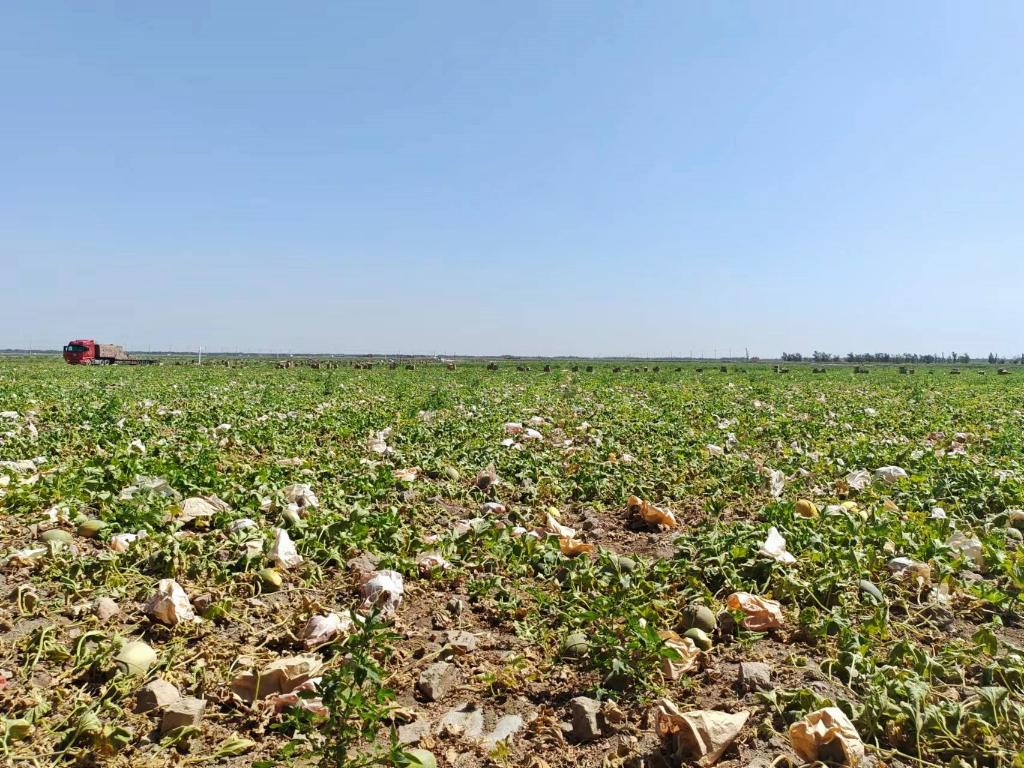 无码人妻少妇色欲AV一区二区