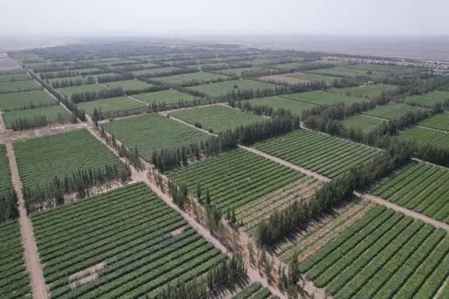 无码人妻少妇色欲AV一区二区