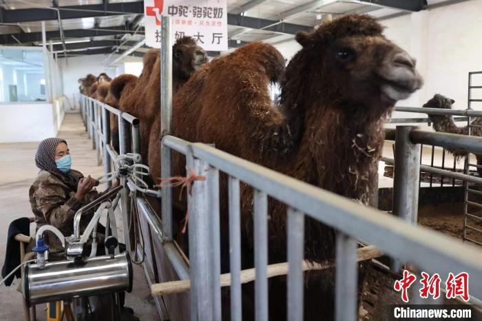 无码人妻少妇色欲AV一区二区