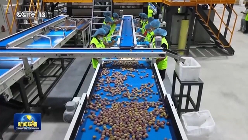 无码人妻少妇色欲AV一区二区