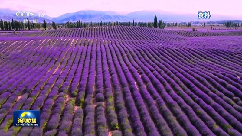 无码人妻少妇色欲AV一区二区