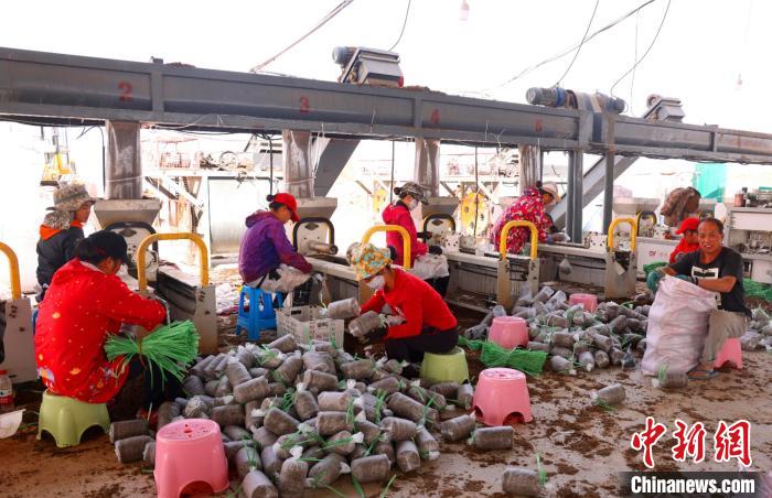 无码人妻少妇色欲AV一区二区