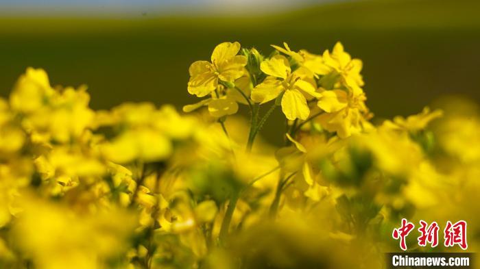 无码人妻少妇色欲AV一区二区