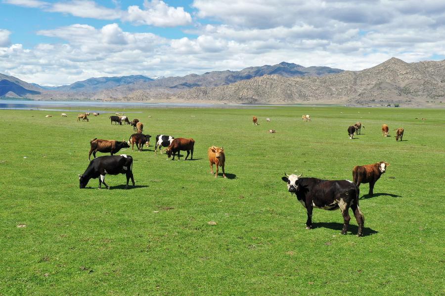 无码人妻少妇色欲AV一区二区