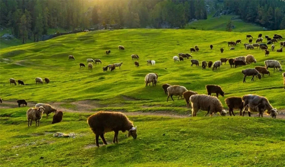 无码人妻少妇色欲AV一区二区