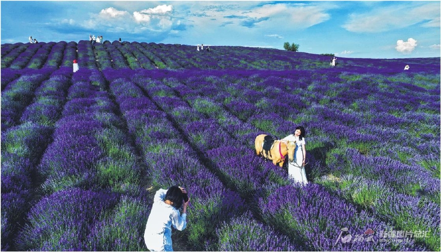 无码人妻少妇色欲AV一区二区