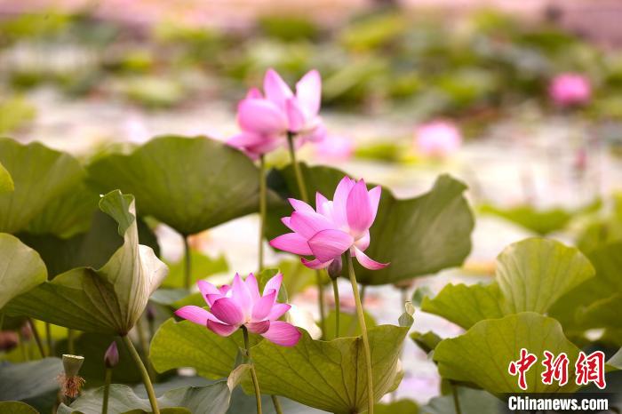 无码人妻少妇色欲AV一区二区