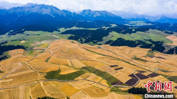 无码人妻少妇色欲AV一区二区