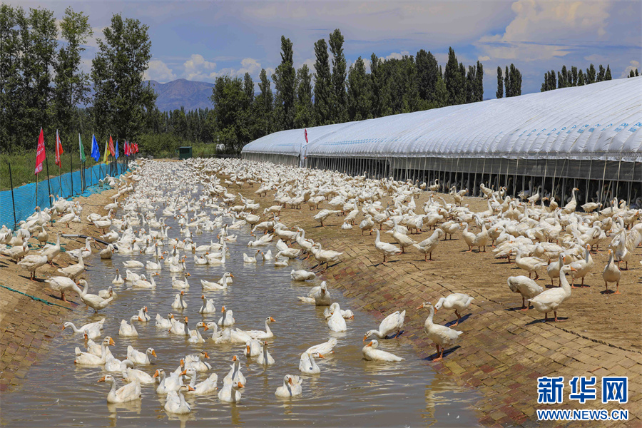 无码人妻少妇色欲AV一区二区