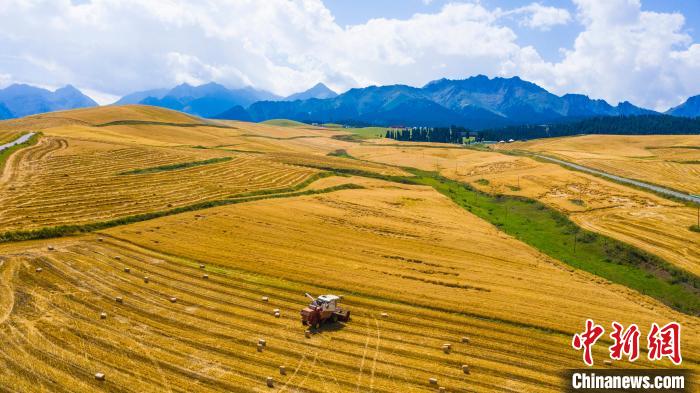 无码人妻少妇色欲AV一区二区