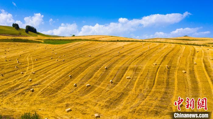 无码人妻少妇色欲AV一区二区