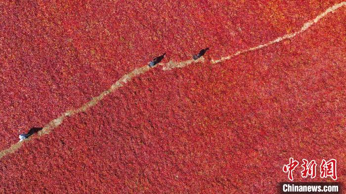 无码人妻少妇色欲AV一区二区