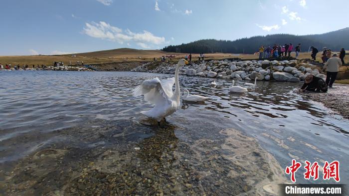 无码人妻少妇色欲AV一区二区