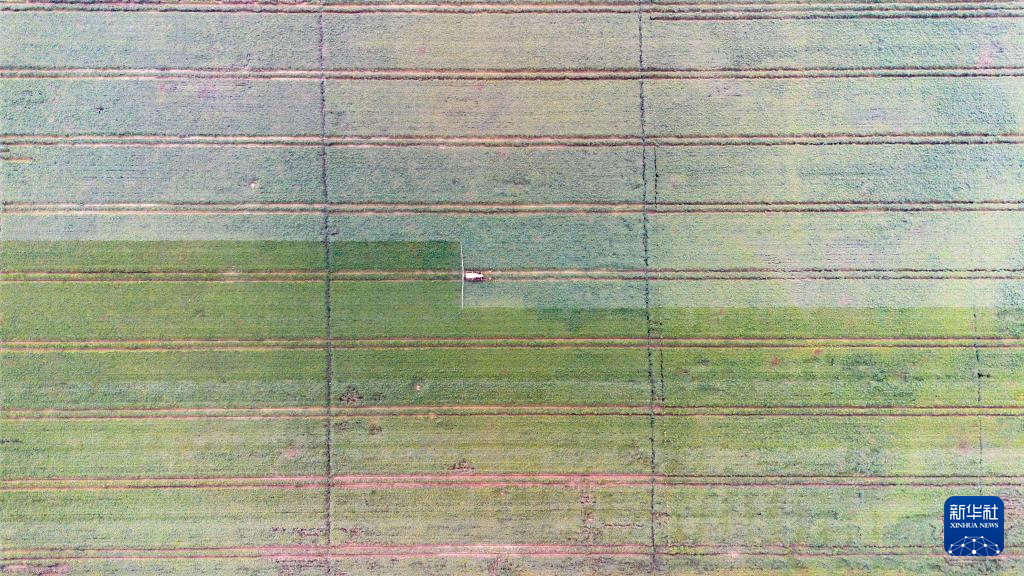 无码人妻少妇色欲AV一区二区