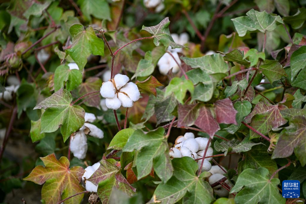 无码人妻少妇色欲AV一区二区