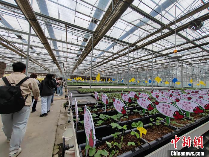 无码人妻少妇色欲AV一区二区