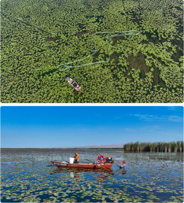 无码人妻少妇色欲AV一区二区