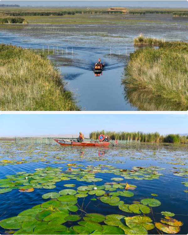 无码人妻少妇色欲AV一区二区