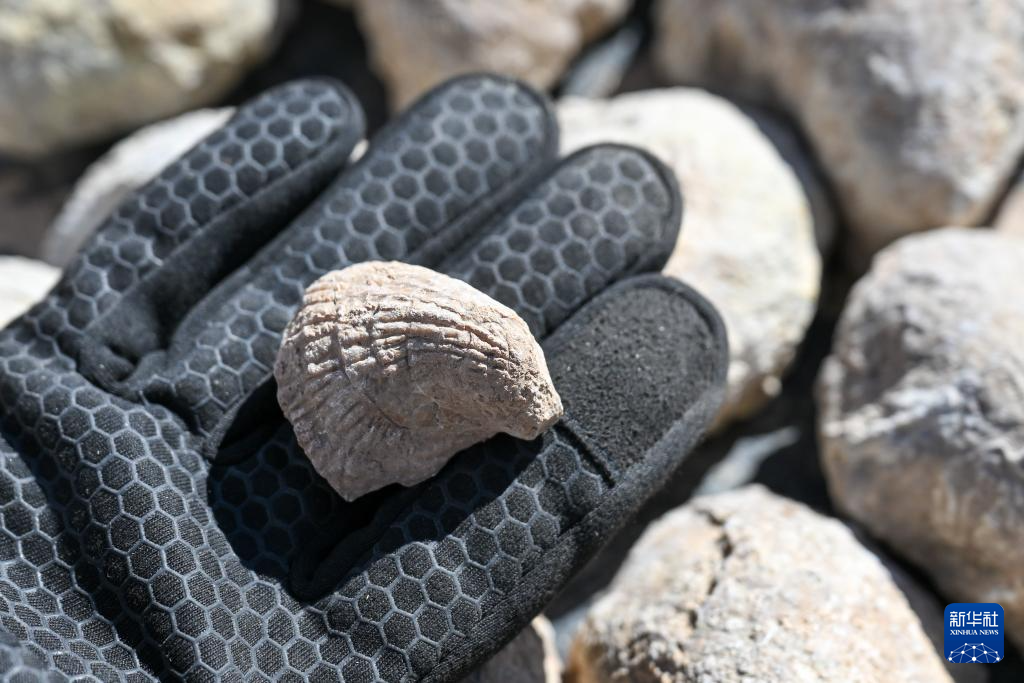 无码人妻少妇色欲AV一区二区