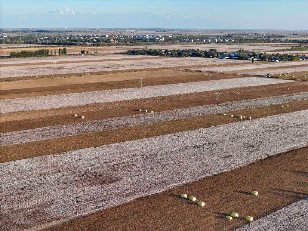 无码人妻少妇色欲AV一区二区