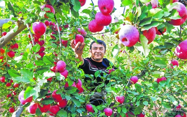 无码人妻少妇色欲AV一区二区