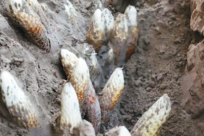 无码人妻少妇色欲AV一区二区