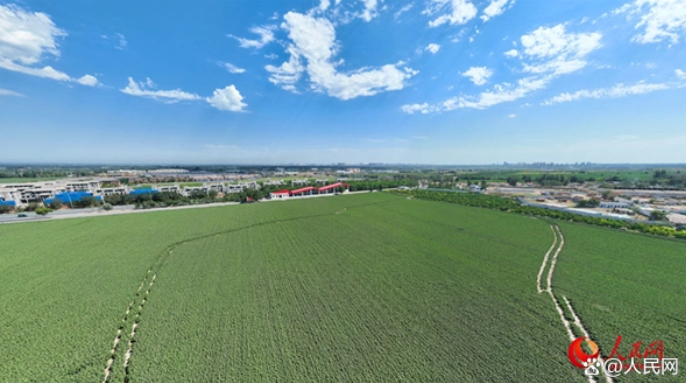 无码人妻少妇色欲AV一区二区