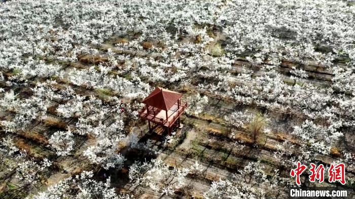 无码人妻少妇色欲AV一区二区