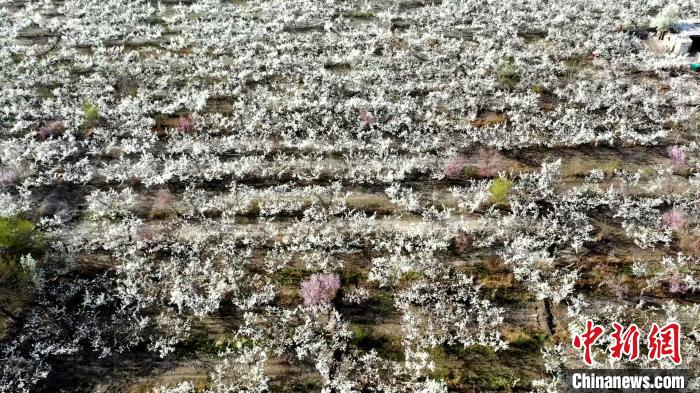 无码人妻少妇色欲AV一区二区