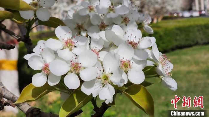 无码人妻少妇色欲AV一区二区