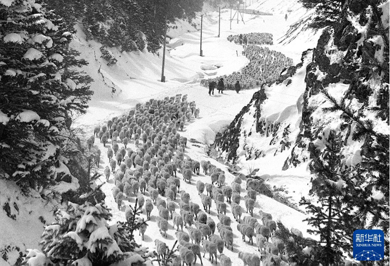 无码人妻少妇色欲AV一区二区