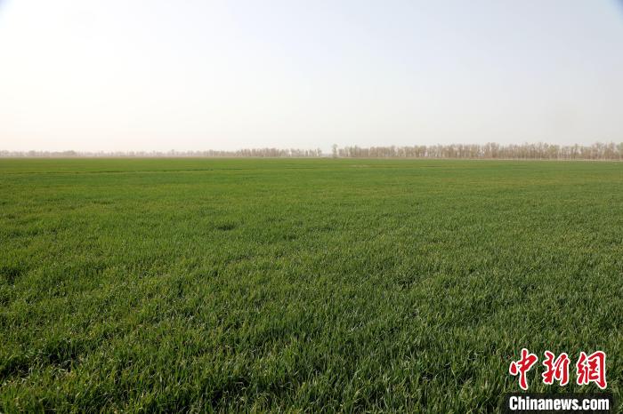 无码人妻少妇色欲AV一区二区