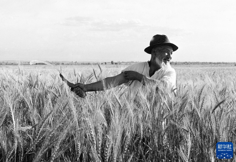 无码人妻少妇色欲AV一区二区