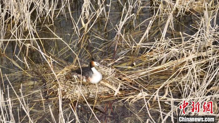 无码人妻少妇色欲AV一区二区