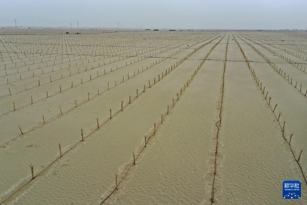 无码人妻少妇色欲AV一区二区