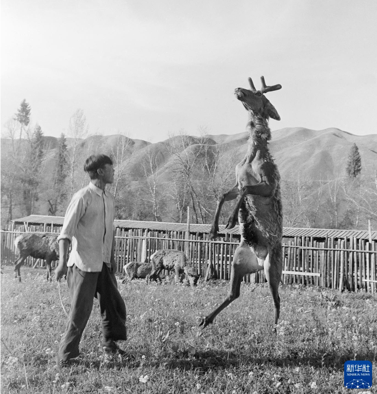 无码人妻少妇色欲AV一区二区